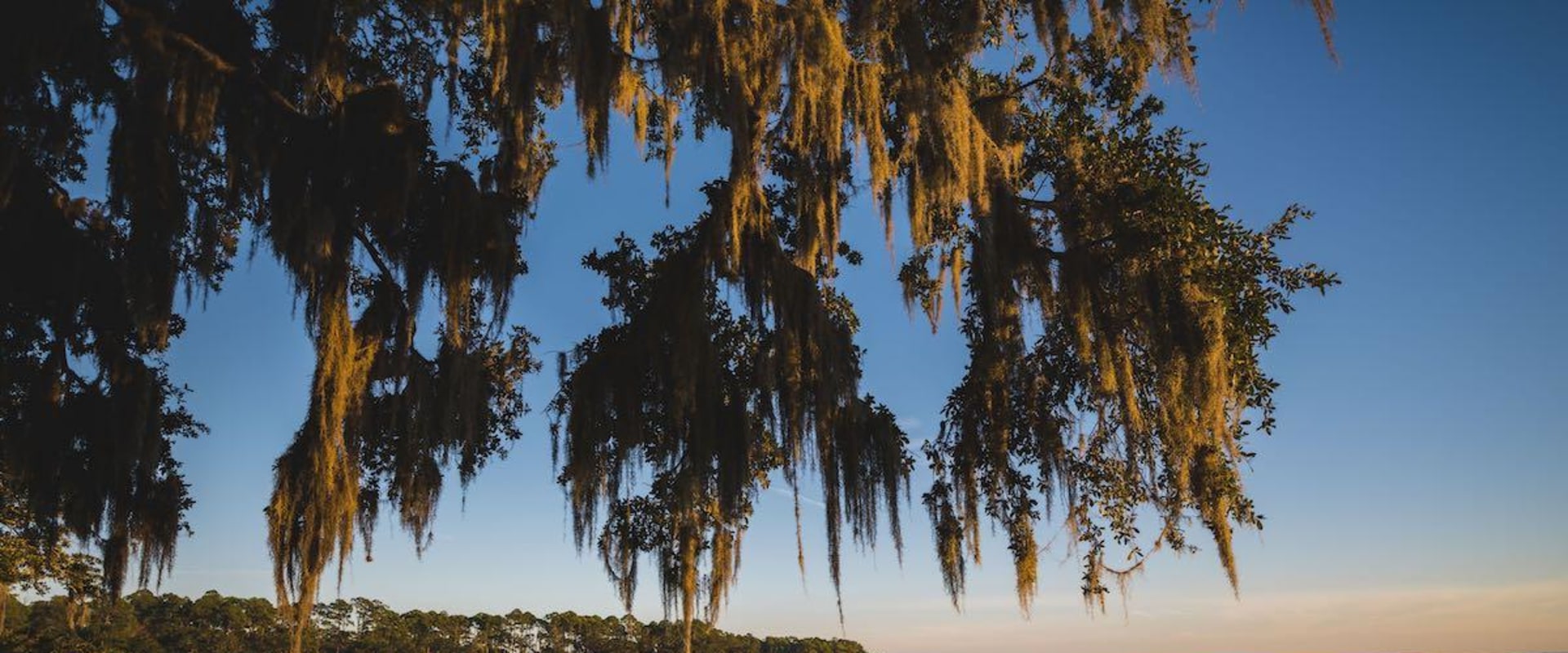 The Changing Business Landscape of Lowcountry South Carolina