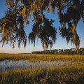 Exploring the Population and Demographic Makeup of Lowcountry South Carolina